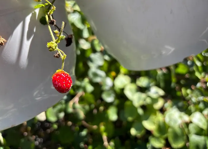 Stylish Pepa With Free Parking -