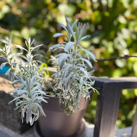 Stylish Pepa With Free Parking - Apartment *