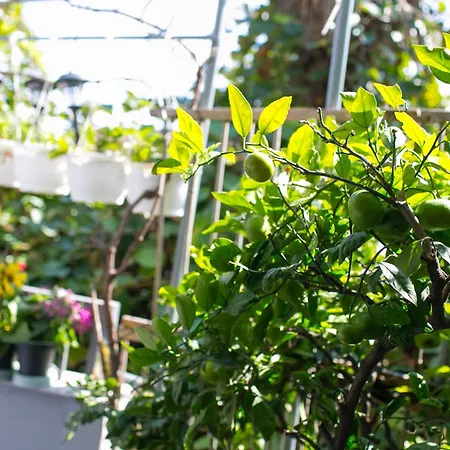 Stylish Pepa With Free Parking - 公寓 奥帕提亚